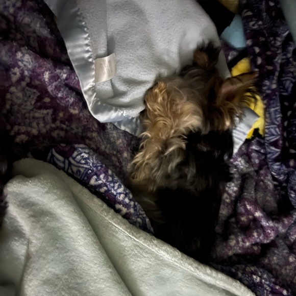 Meet your Posher, Shelia - Picture 1 of 1